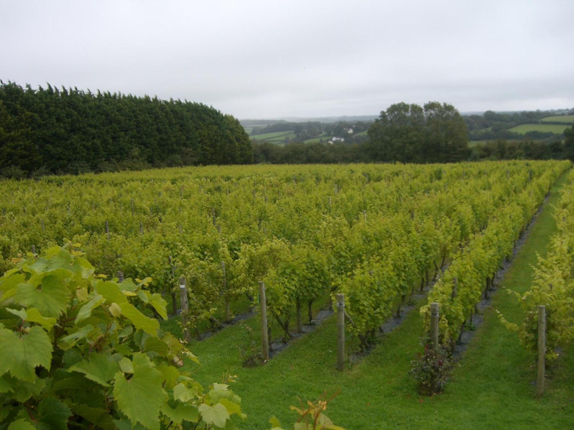 Glyndwr Vineyard Hotel Cowbridge Eksteriør billede